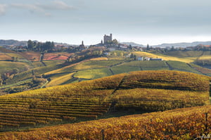 Vinebration_Barolo_1