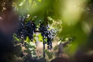 Weinart-Cave Biber-Cool-Climate
