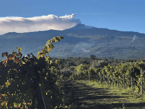 Wine Mood - Etna