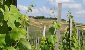 Vinebration - tokaj