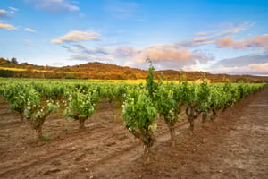 Vinumworld-Ribera-Duero